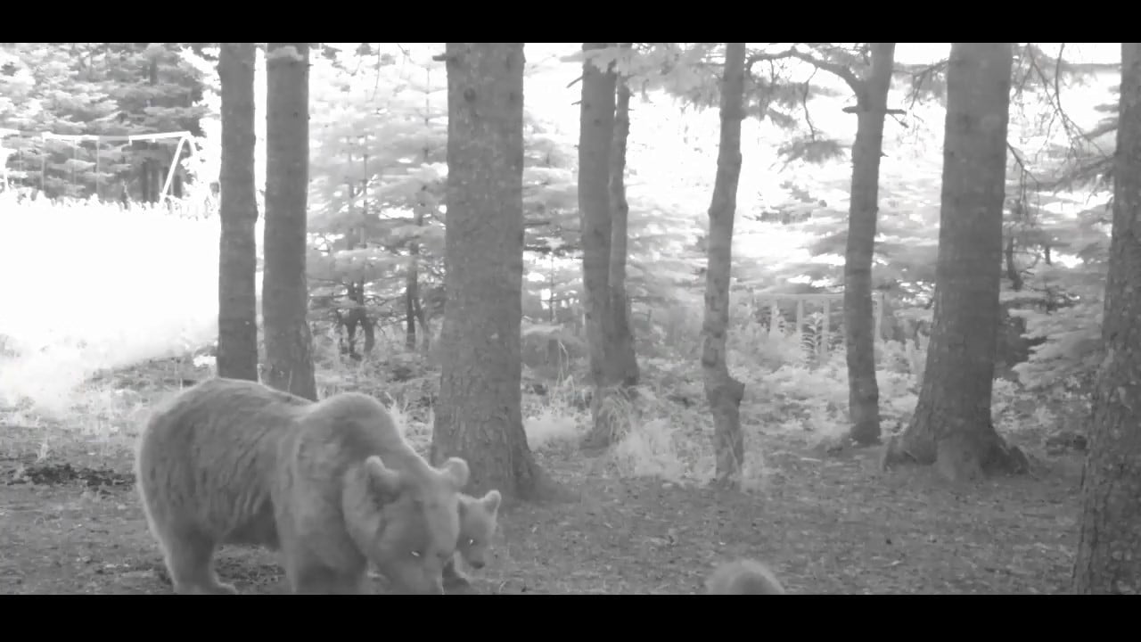 TÜRKİYE'NİN EN BÜYÜK KARA MEMELİLERİNDEN OLAN BOZAYI'NIN (URSUS ARCTOS), YABAN HAYATI KURULAN...