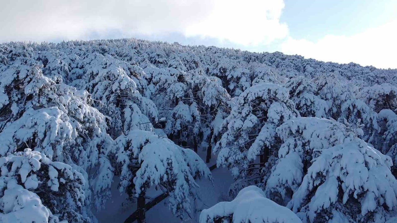 TÜRKİYE’NİN İLK MİLLİ PARKI OLMA ÖZELLİĞİNİ TAŞIYAN YOZGAT ÇAMLIĞI, ETKİLİ OLAN YOĞUN KAR...