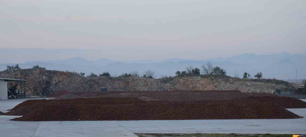TÜRKİYE’NİN ÖNEMLİ İHRACAT ÜRÜNLERİNDEN OLAN KÜNARDA, KURAKLIK SEBEBİYLE REKOLTE DÜŞÜKLÜĞÜ...