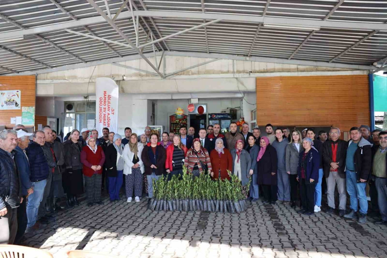 ULA’DA ÜRETİCİLERE 38 BİN DEFNE FİDANI DAĞITILDI