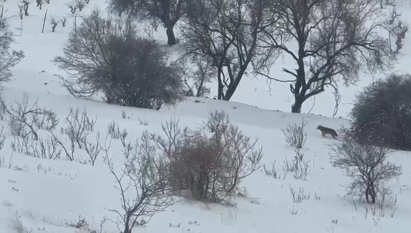 VAHŞİ DOĞA İLÇE MERKEZİNDE: GERCÜŞ’TE KURT GÖRÜNTÜLENDİ