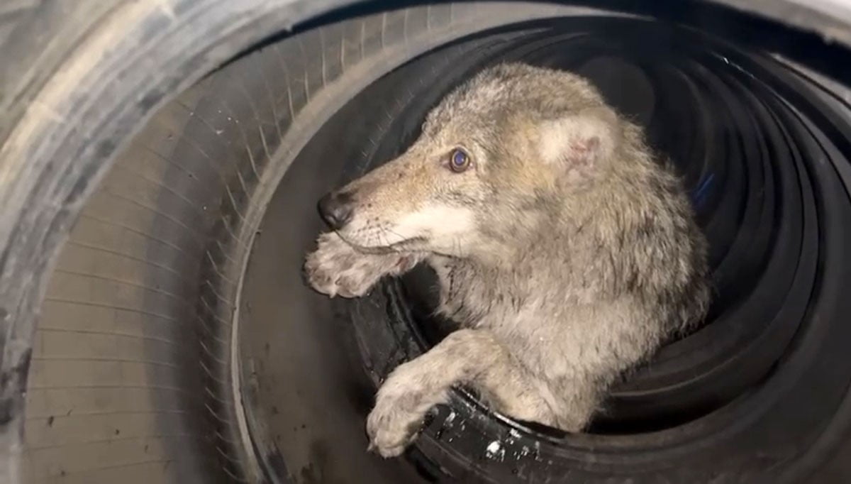 VATANDAŞLAR BÜYÜK PANİK YAŞARKEN KURT İSE KORKUDAN BİR LASTİKLERİN İÇERİSİNE GİRDİ
