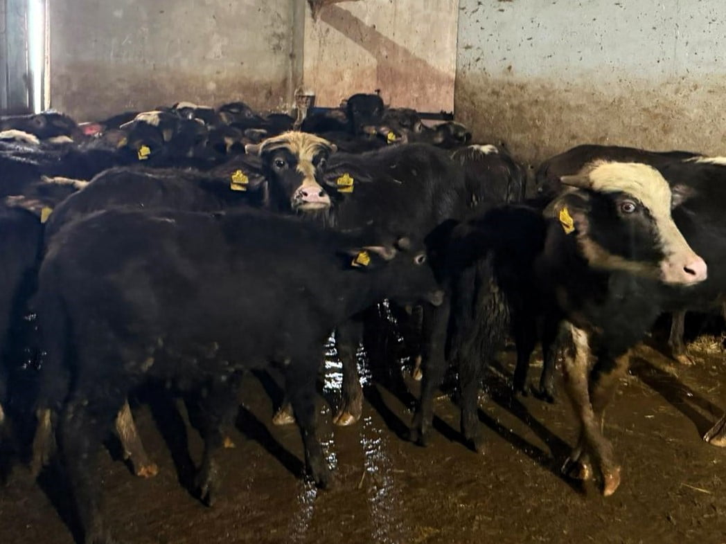 VİZE İLÇE TARIM VE ORMAN MÜDÜRLÜĞÜ TEKNİK EKİPLERİ, HAYVAN HASTALIKLARI İLE MÜCADELE PROGRAMI...