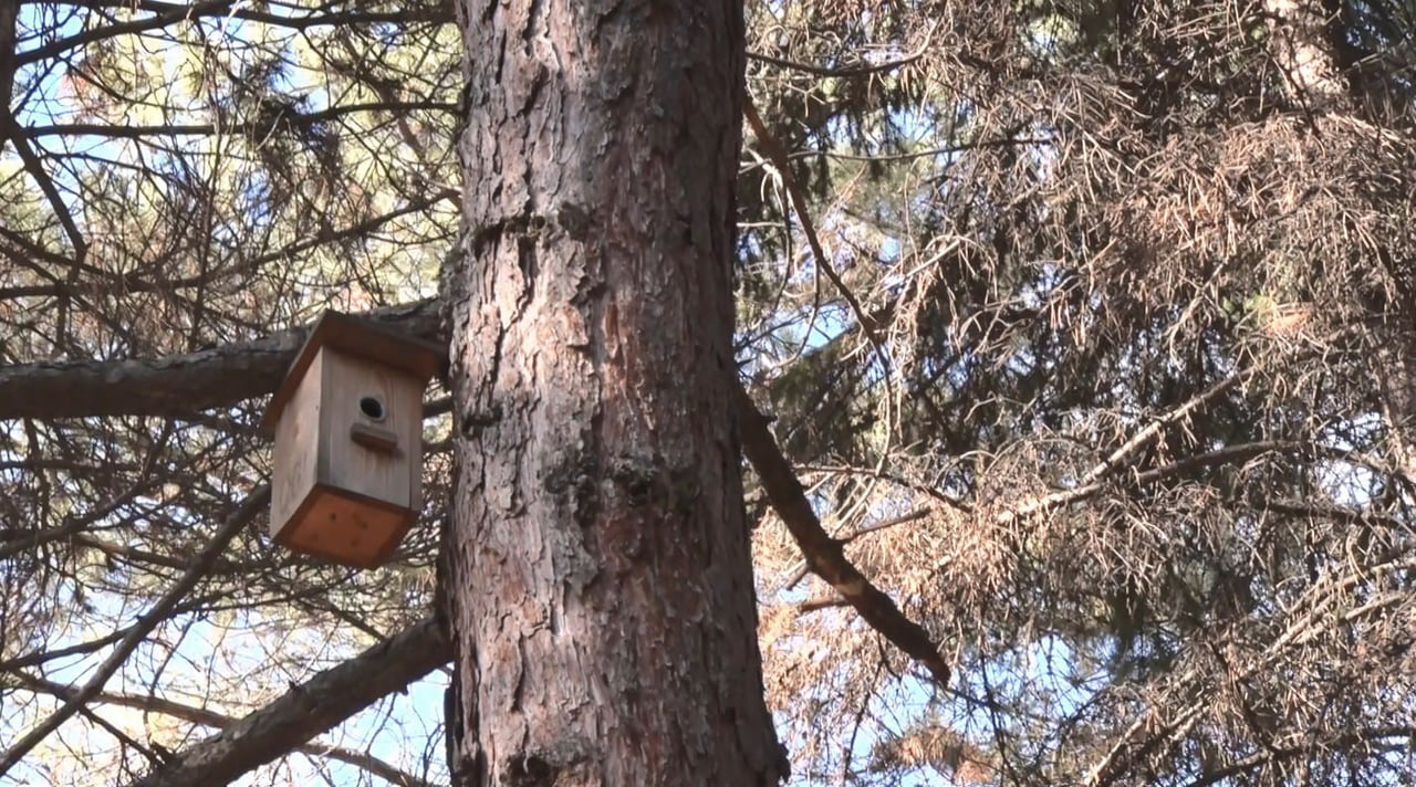 YEŞİL PAPAĞANLAR, ŞEHİRLERİN ISI AVANTAJI VE FIRSATÇI BESLENME ALIŞKANLIKLARI SAYESİNDE ANKARA'NIN...