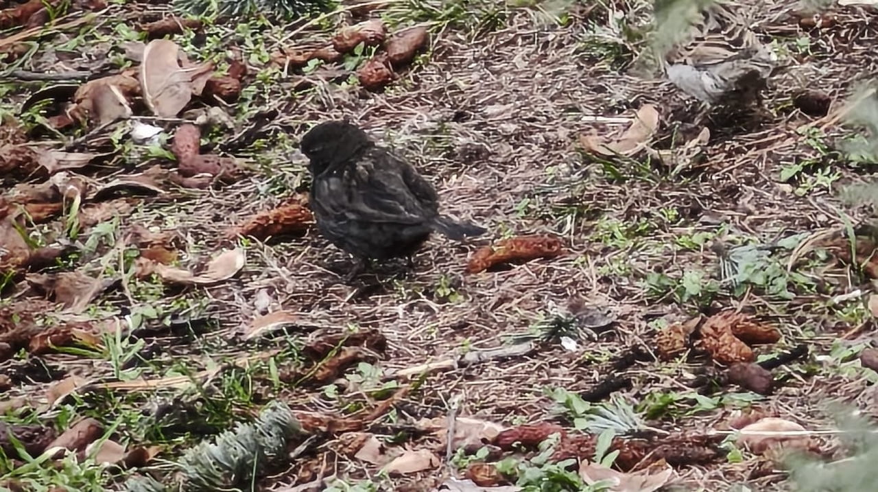 ISPARTA’DA NADİR GÖRÜLEN SİYAH RENKLİ BİR SERÇE, KUŞ GÖZLEMCİLERİ VE DOĞASEVERLERİN İLGİSİNİ...