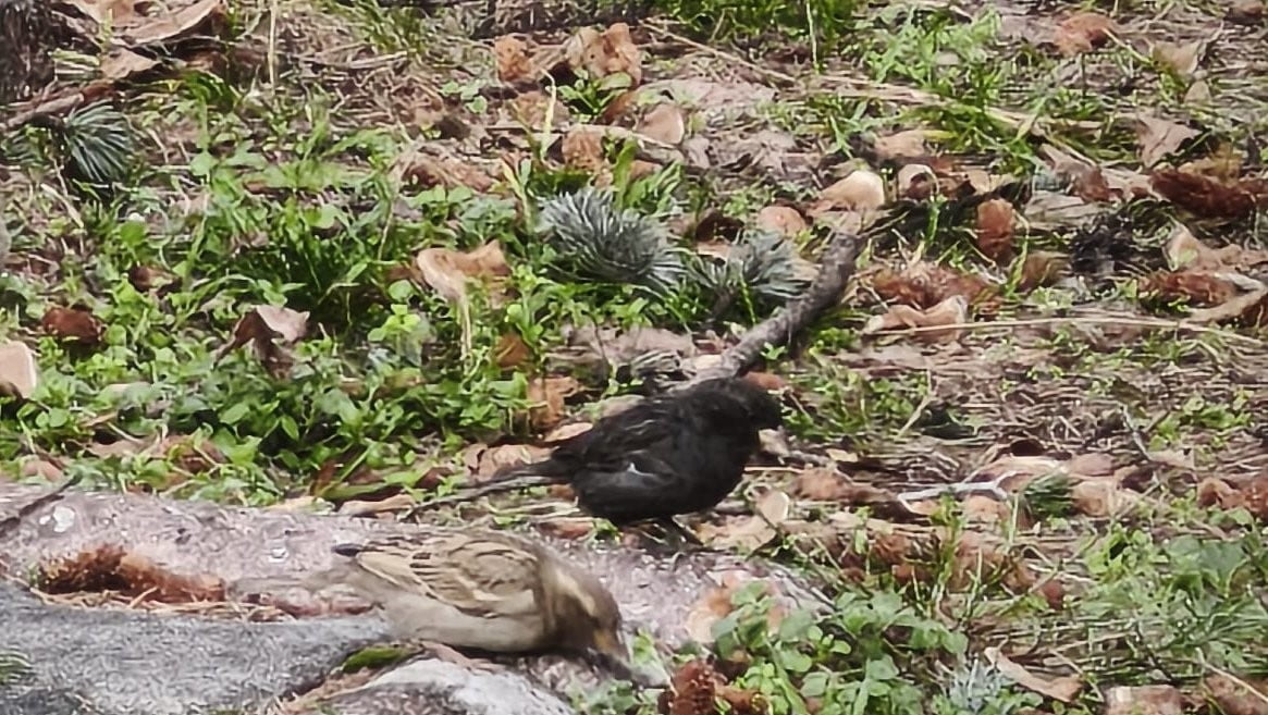 ISPARTA’DA NADİR GÖRÜLEN SİYAH RENKLİ BİR SERÇE, KUŞ GÖZLEMCİLERİ VE DOĞASEVERLERİN İLGİSİNİ...