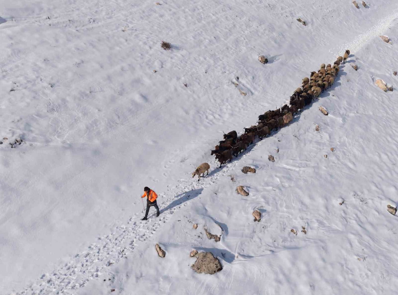 MARDİN’DE BESİCİLERİN ZORLU "KAR" MESAİSİ: SÜRÜLER BEYAZ ÖRTÜDE YOL  ALIYOR