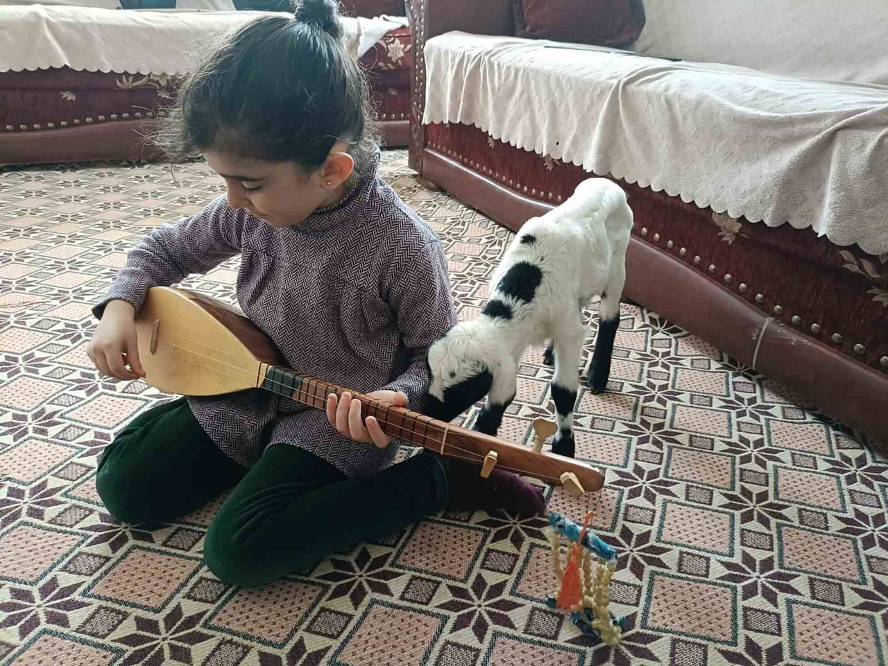 SOĞUK HAVA KUZULARI EVE TAŞIDI: ELAZIĞ’DA YENİ DOĞAN KUZULAR BİBERONLA BESLENİYOR